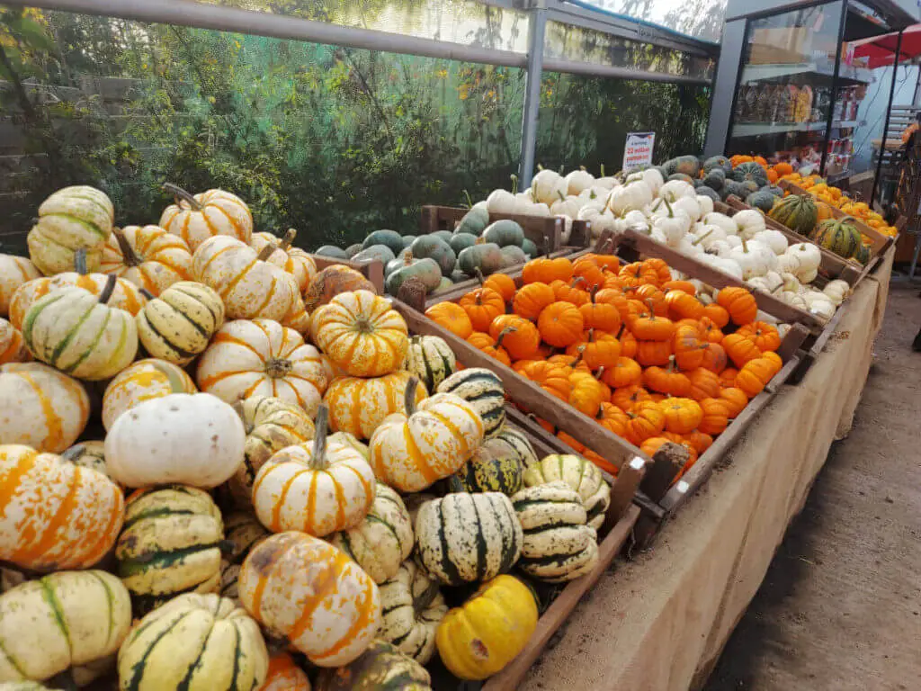 Boxes of small pumpkins on display on tables.
