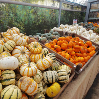 Boxes of small pumpkins on display on tables.