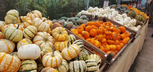 Boxes of small pumpkins on display on tables.