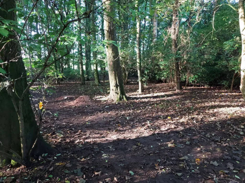 The sun is shining through trees, making long shadows.