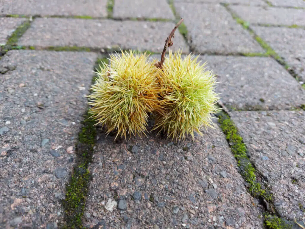 A green spikey sweet chestnut case lies on a grey brick pavement.