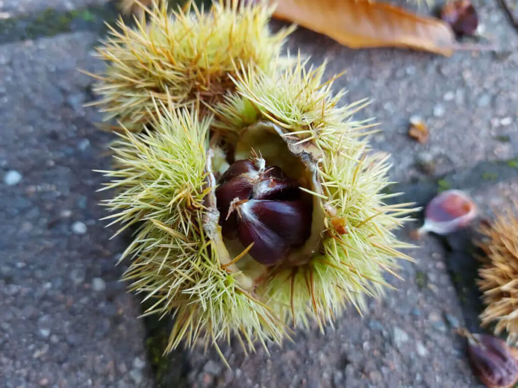 Close up of brown sweet chestnuts in a spiky green case