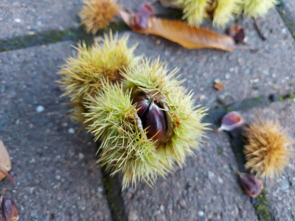 Brown sweet chestnuts in a spiky green case on a brick paved pavement