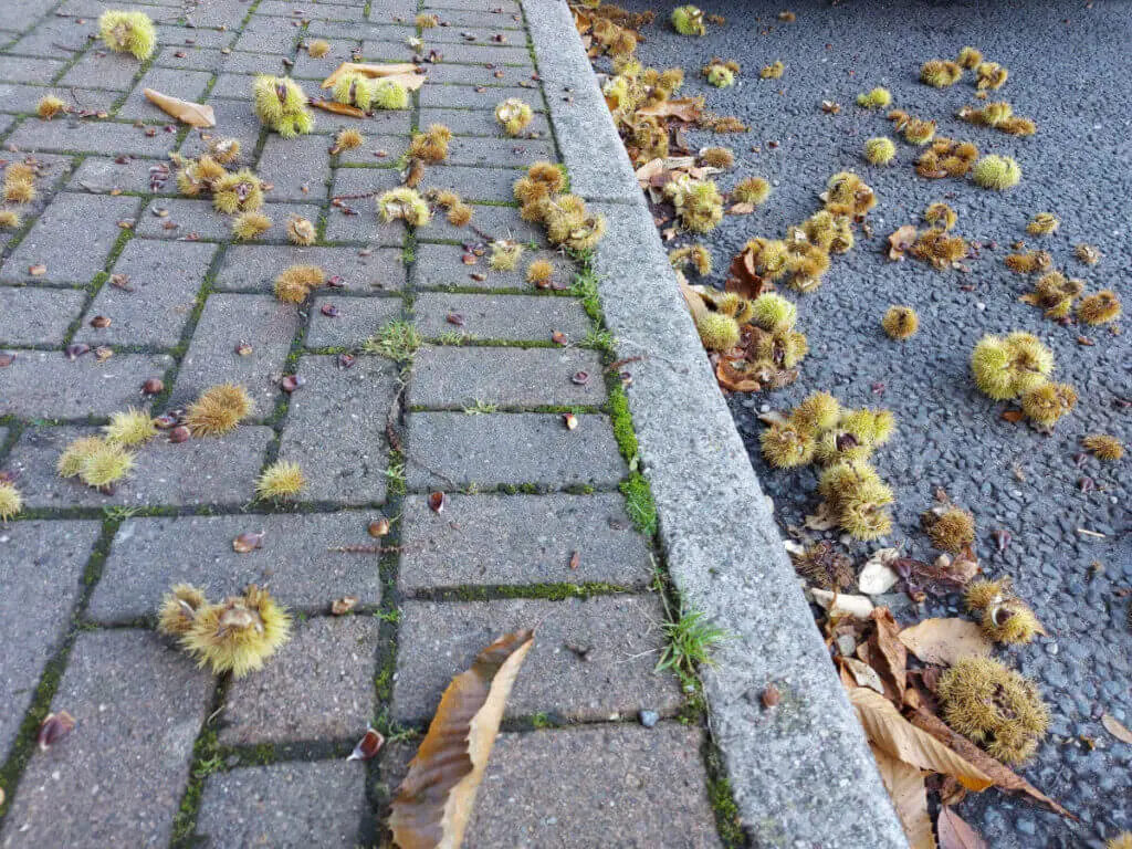 Sweet chestnut cases are littering the brick-paved pavement and the road.