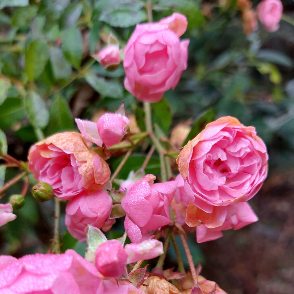 Tiny pink roses on The Fairy rose bush