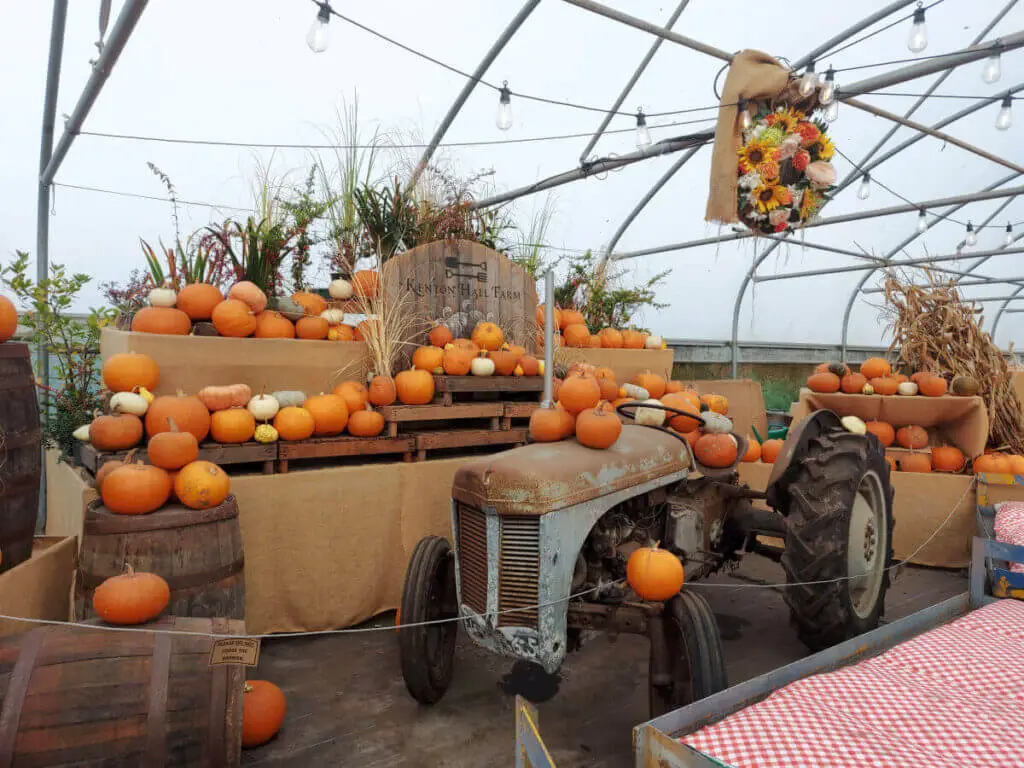 A display of pumpkins around a vintage tractor