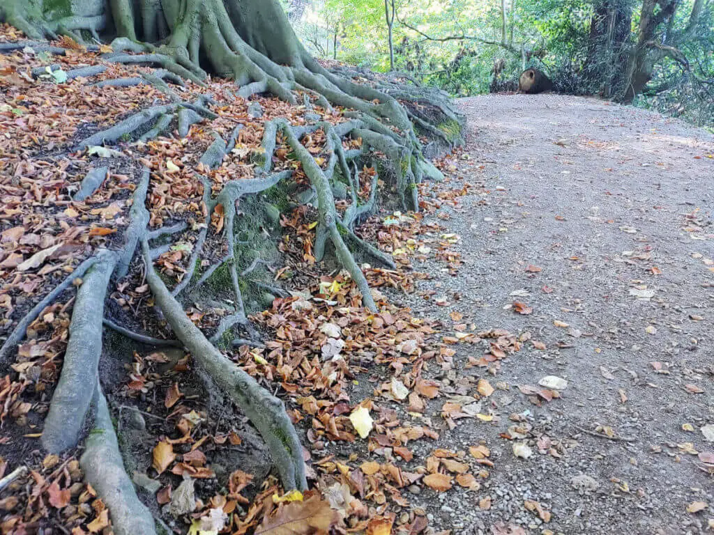 Twisted tree roots next to a footpath. There are copper-coloured leaves between the roots
