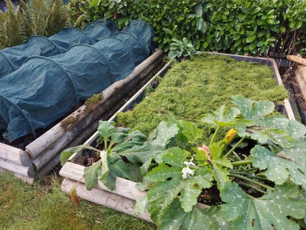 Two raised beds, one containing green cloches and the other covered with grass cuttings and containing a courgette plant