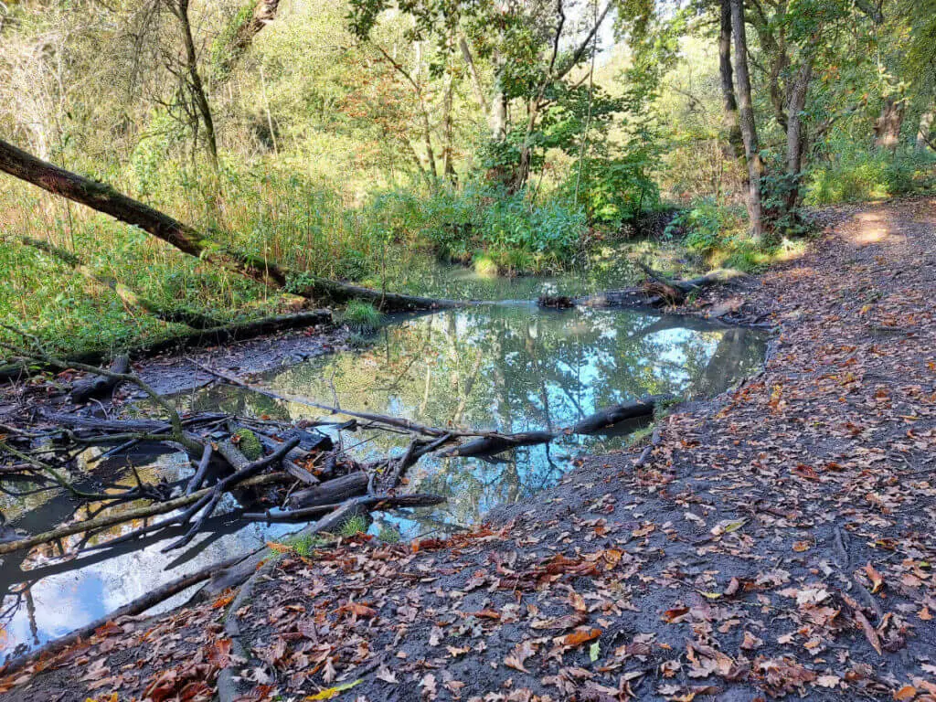 A woodland pool next to a bank littered with leaves and acorns. The pool is partly blocked by branches