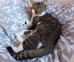 A tabby and white cat on a grey and white duvet cover