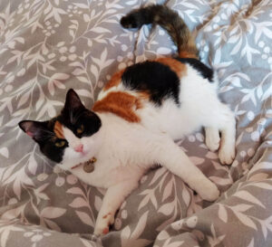 A tortie and white cat on a grey and white duvet cover
