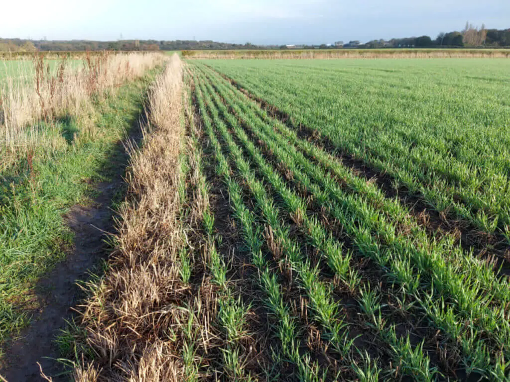 Lines of green shoots in a field