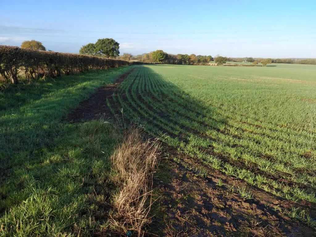 Lines of green shoots curving around the edge of a field