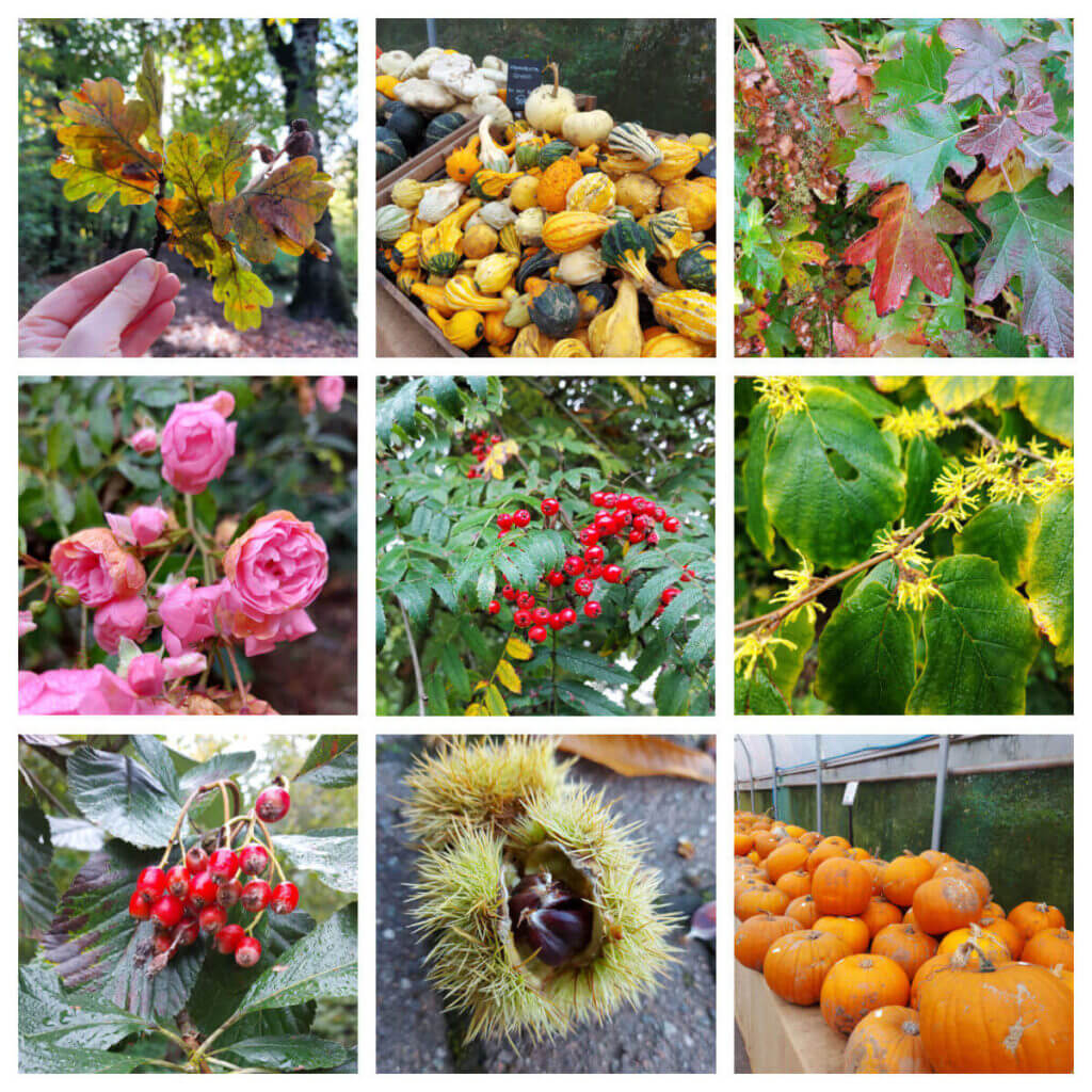 A collage of nine photos showing flowers, berries and leaves in Autumn colours