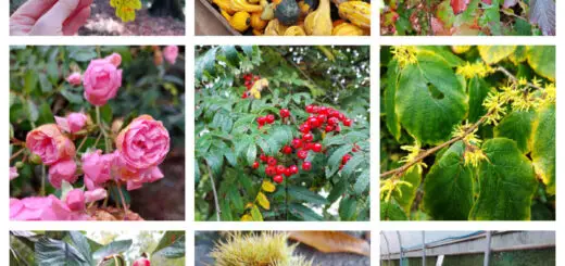 A collage of nine photos showing flowers, berries and leaves in Autumn colours