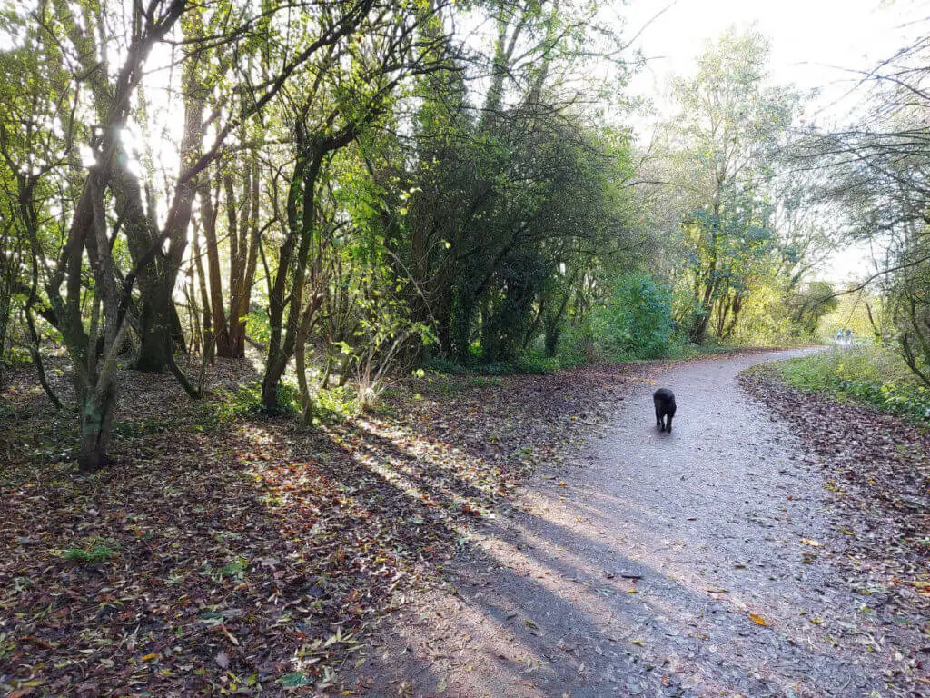 A black dog on a footpath. The sun is shining through the trees and there are autumn leaves on the ground.