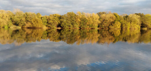 Trees with golden leaves and a cloudy sky reflected in a lake