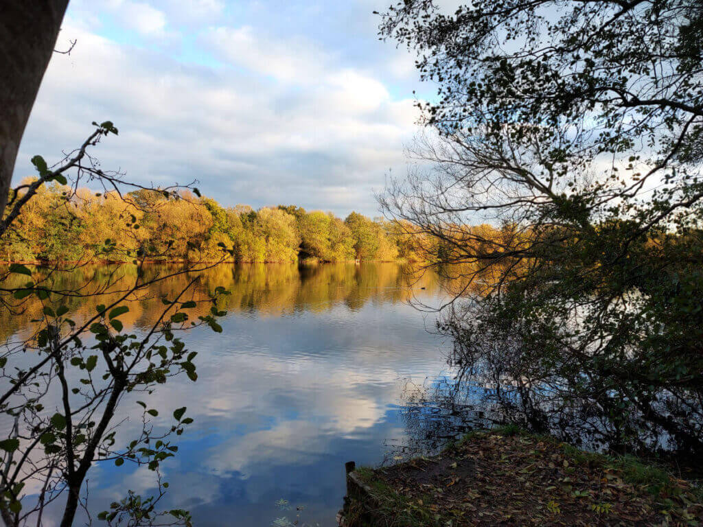 Trees with golden leaves and a cloudy sky reflected in a lake, viewed through tree branches