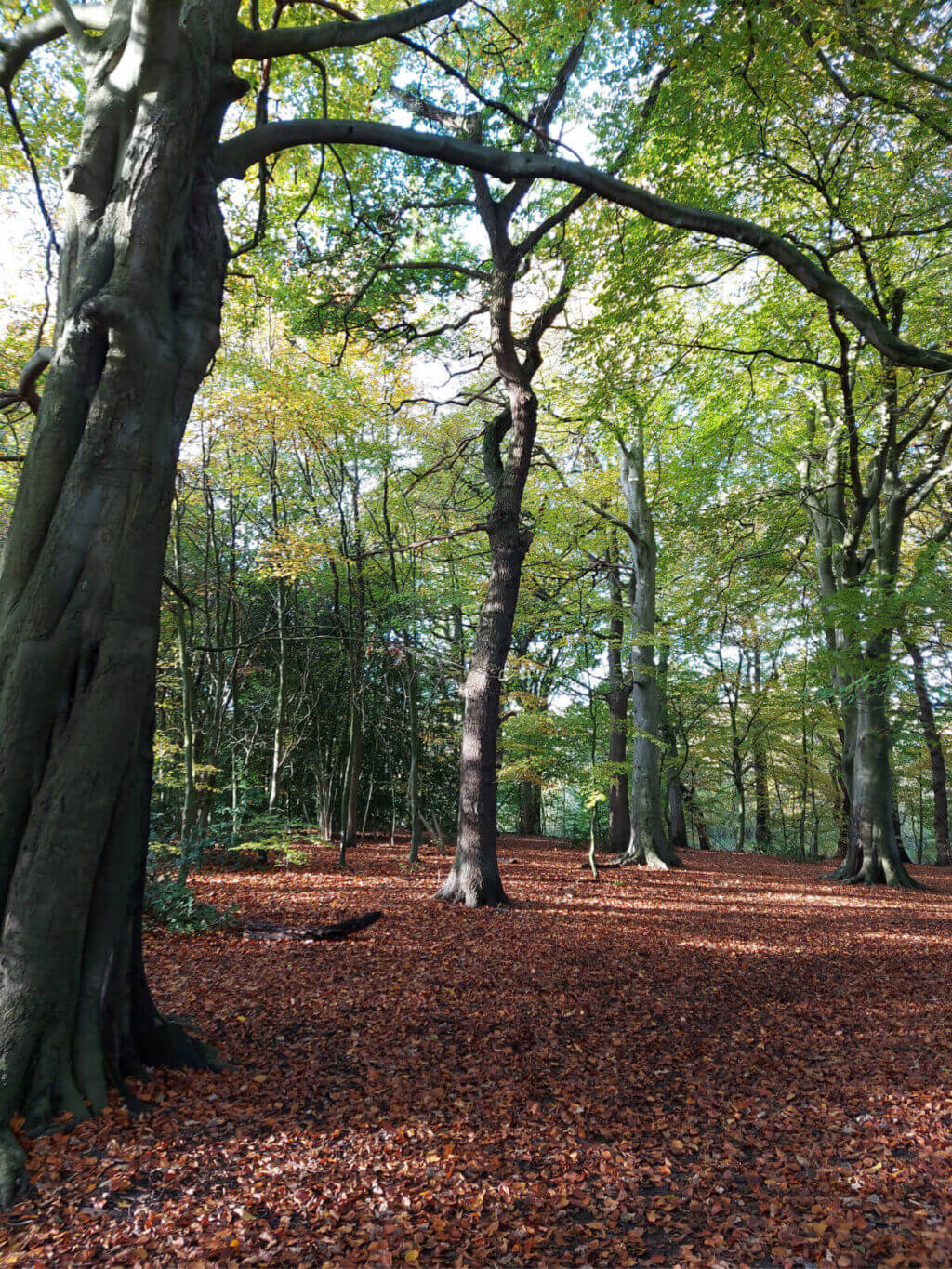 A carpet of bronze beech leaves on the ground in a wood