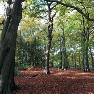 A carpet of bronze beech leaves on the ground in a wood