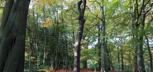 A carpet of bronze beech leaves on the ground in a wood