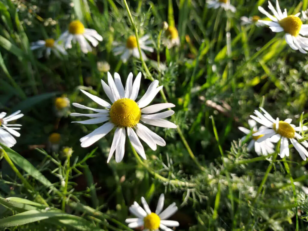 A close up of chamomile flower. The flower is white with a yellow centre.