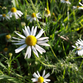 A close up of chamomile flower. The flower is white with a yellow centre.