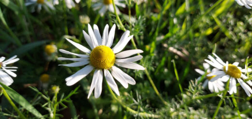 A close up of chamomile flower. The flower is white with a yellow centre.