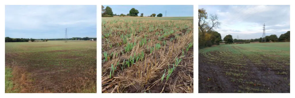 A collage of three photos showing crops growing in a field