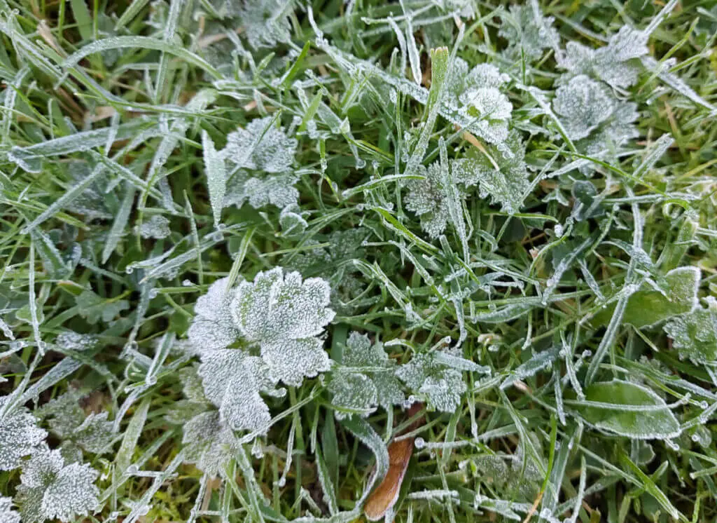 Frosty leaves in grass
