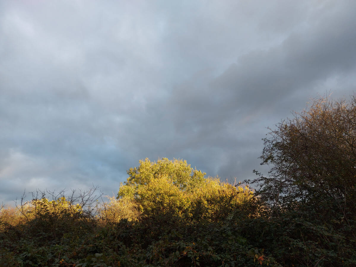 Golden leaves on a tree against a stormy sky