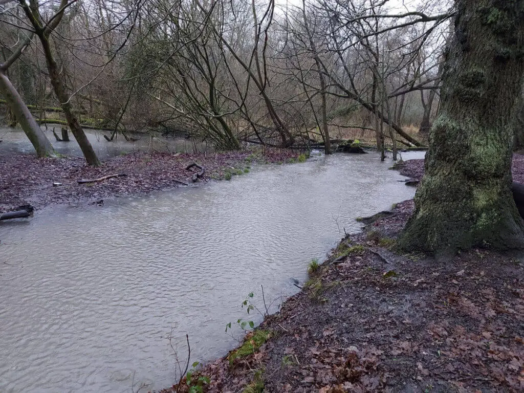 A flooded overflow stream in a wood