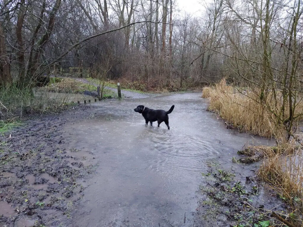 A flooded footpath in a wood. A black dog is in the water