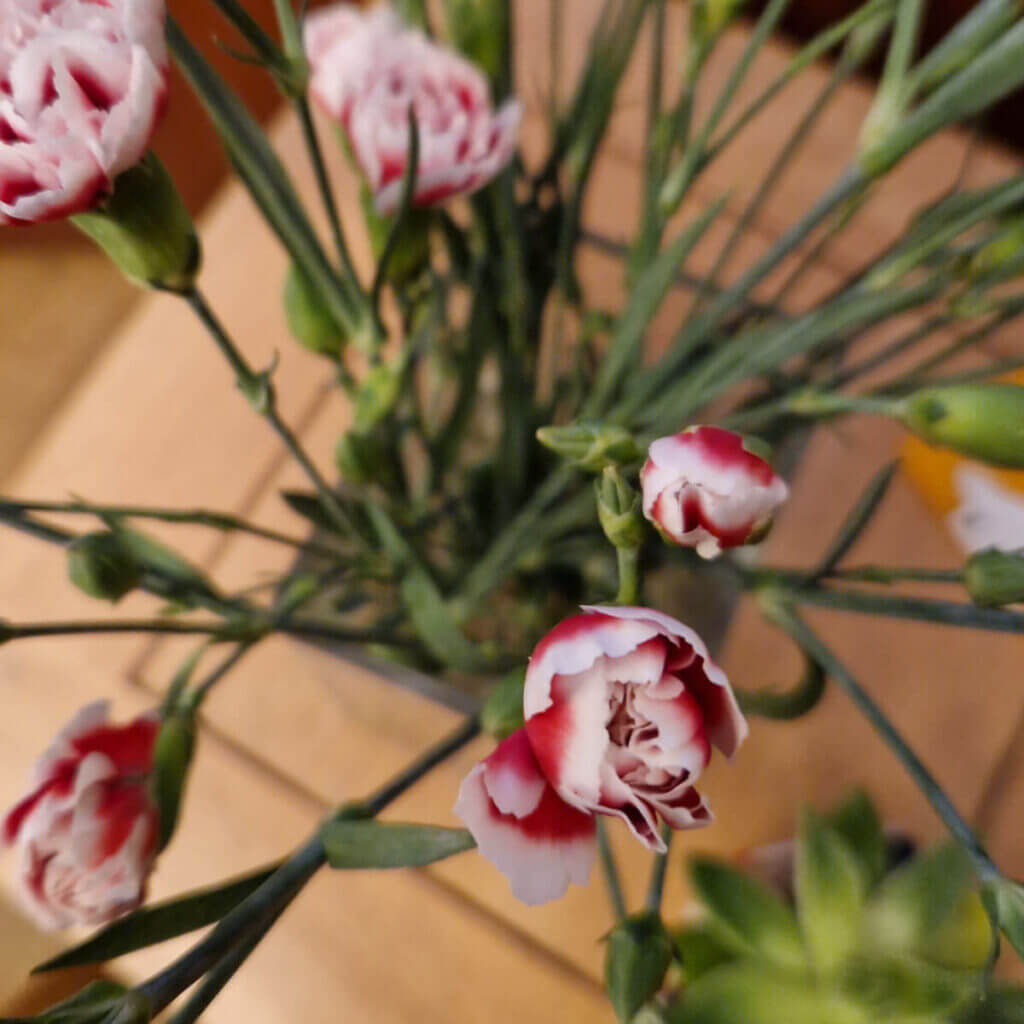 Carnations in shades of pale and deep pink in glass vase. The photo is taken from above, looking down on to the flowers