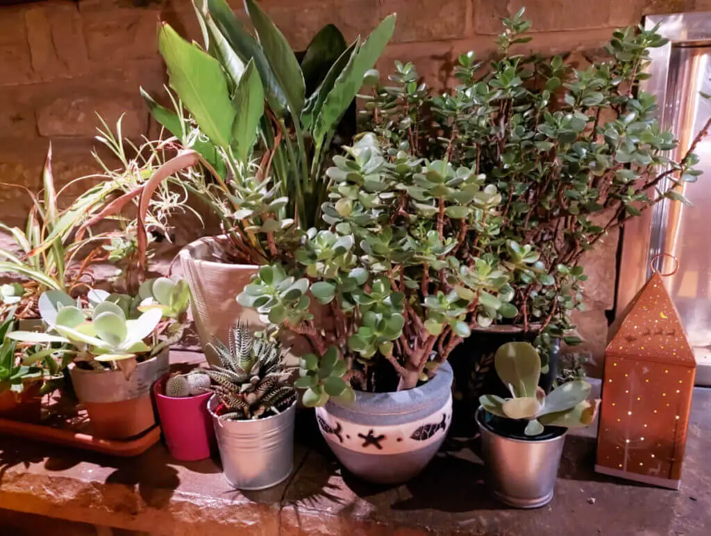 A collection of house plants on a stone hearth