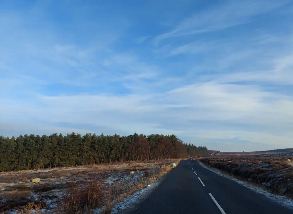 An empty road with pine trees in the distance and a blue sky with wispy clouds above.  There are sheep on and next to the road.