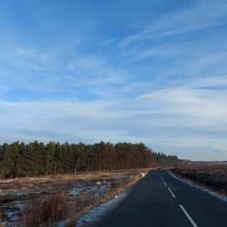 An empty road with pine trees in the distance and a blue sky with wispy clouds above. There are sheep on and next to the road.