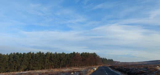An empty road with pine trees in the distance and a blue sky with wispy clouds above. There are sheep on and next to the road.