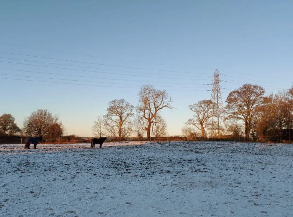 Two horses stand in a snowy field.  Behind them, the sky is clear and tinged with pink
