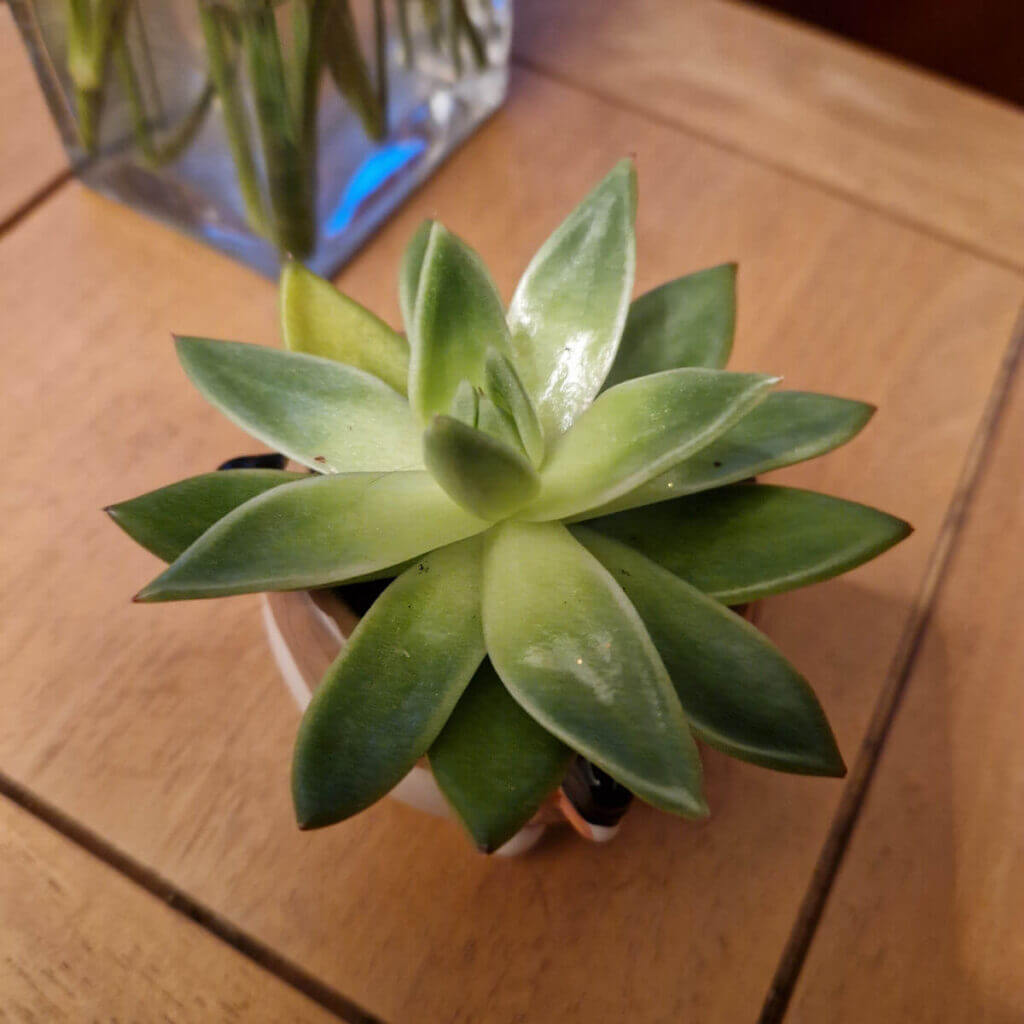 A small green succulent with pointed leaves in a ceramic pot on a wooden table