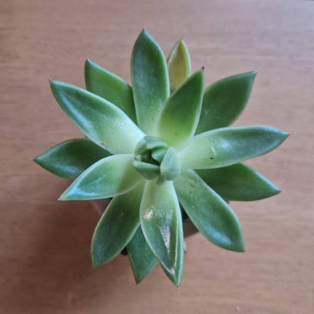 A green succulent plant with pointed leaves. The photo is a top-down photo showing the leaves and the wooden table behind.