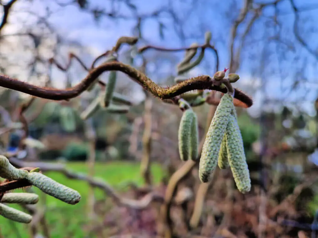 Long green hazel catkins on a branch