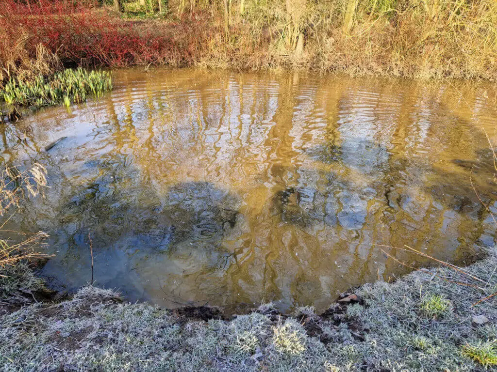 Dark circles of mud where a dog has walked though the water and stirred up the sludge