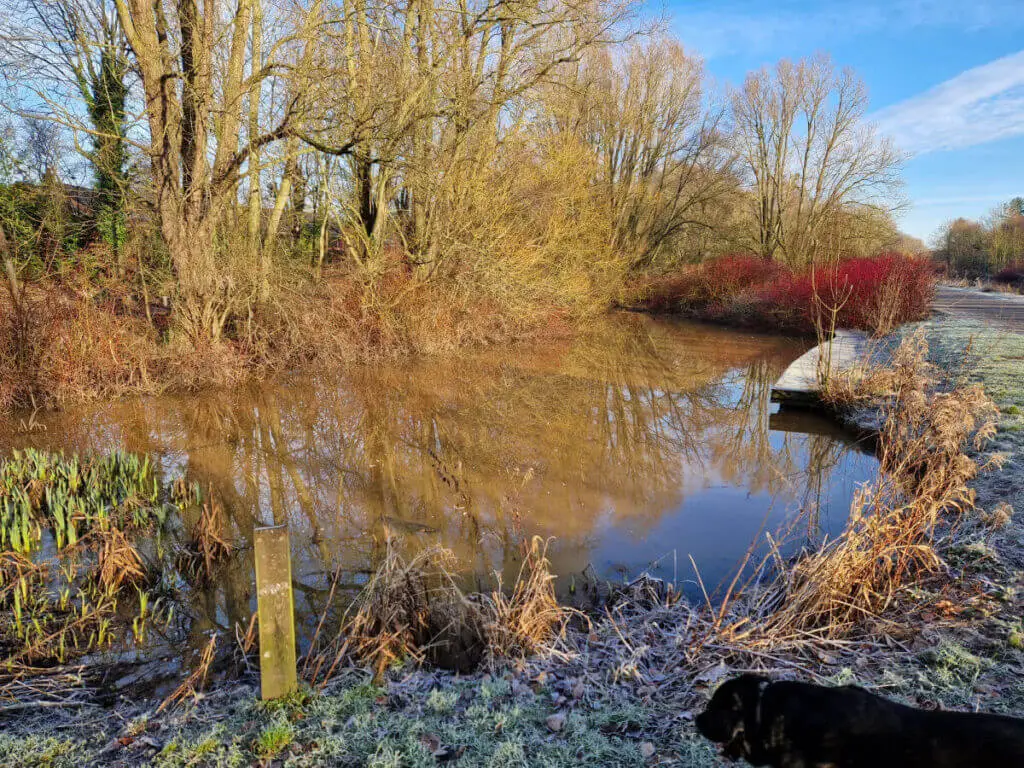 A pool of water (slightly orange in colour, hopefully from natural elements!) with trees around it, reflected in the water