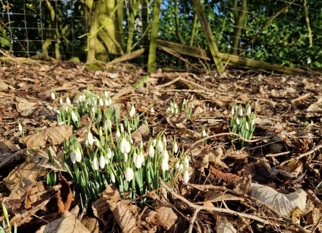 A clump of white snowdrops growing through fallen leaves in a wood