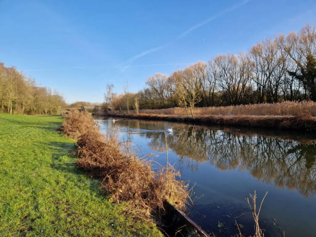 Two swans swimming down a canal.  The sky is blue, the water looks black and there's a green verge to the left of the canal