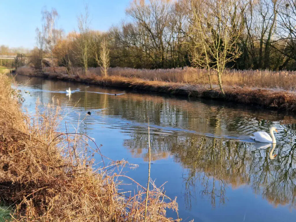Two swans swimming down a canal.  The sky is blue, the water looks black and there's a green verge to the left of the canal.  The swans are closer than in the previous photo