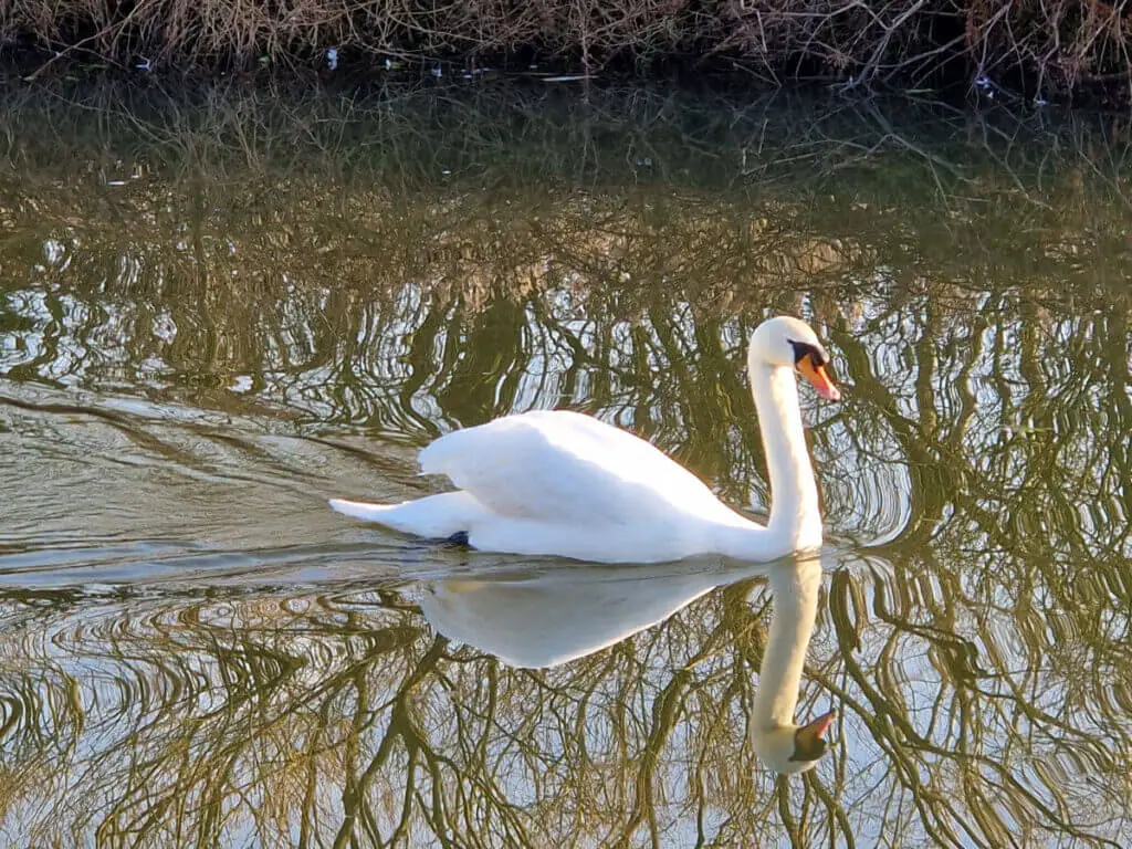 A close up of a white swan on the canal.  There are reflections of trees in the water