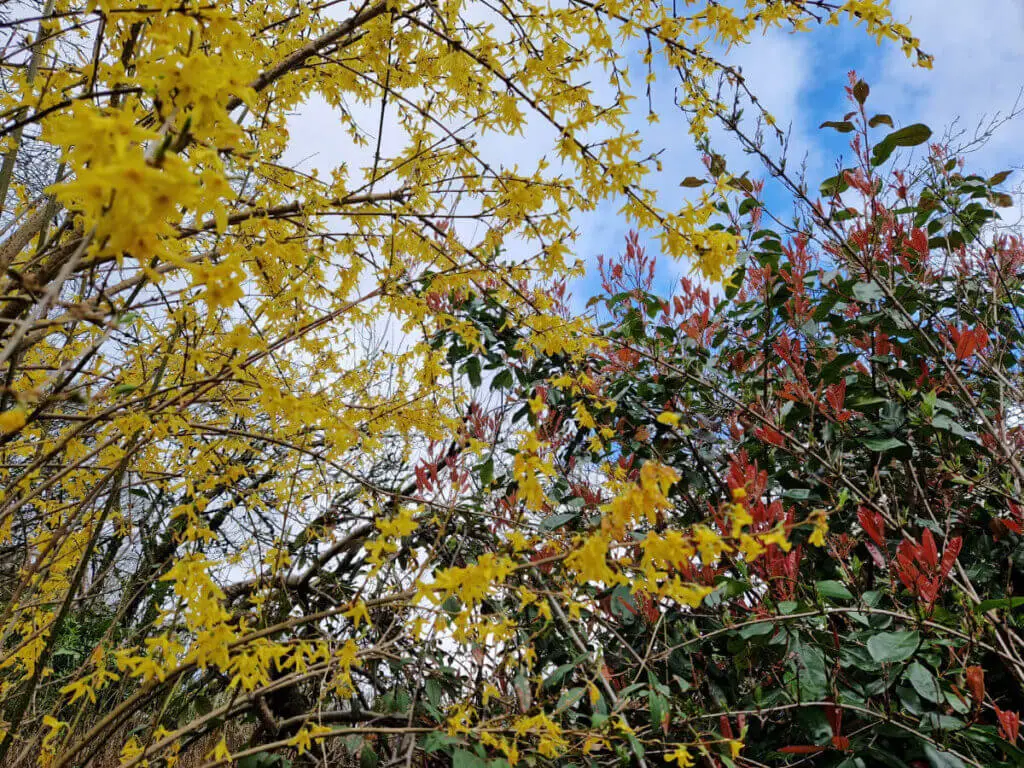 Long branches full of yellow flowers against a blue sky and a bush with red leaves