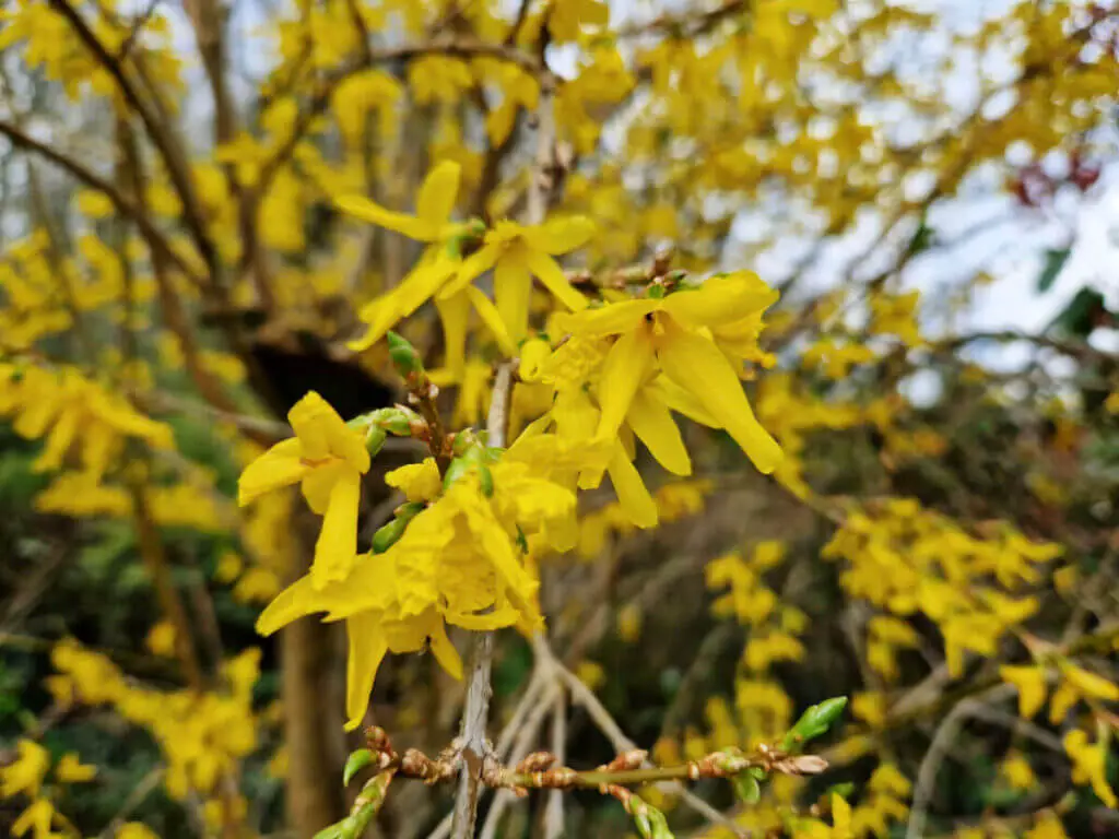 A close up of yellow Forsythia flowers